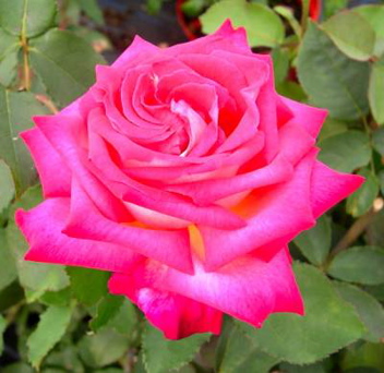 The Jimmy Greaves Rose